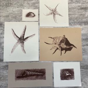 Sea Shell Prints-Limited Edition and Numbered.